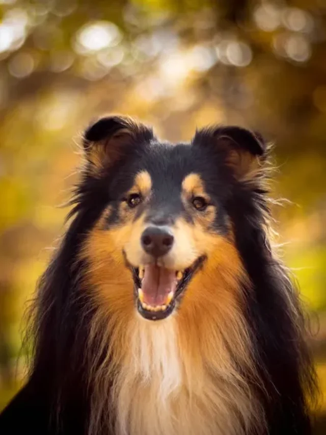 The Best Dog Breeds For Teens